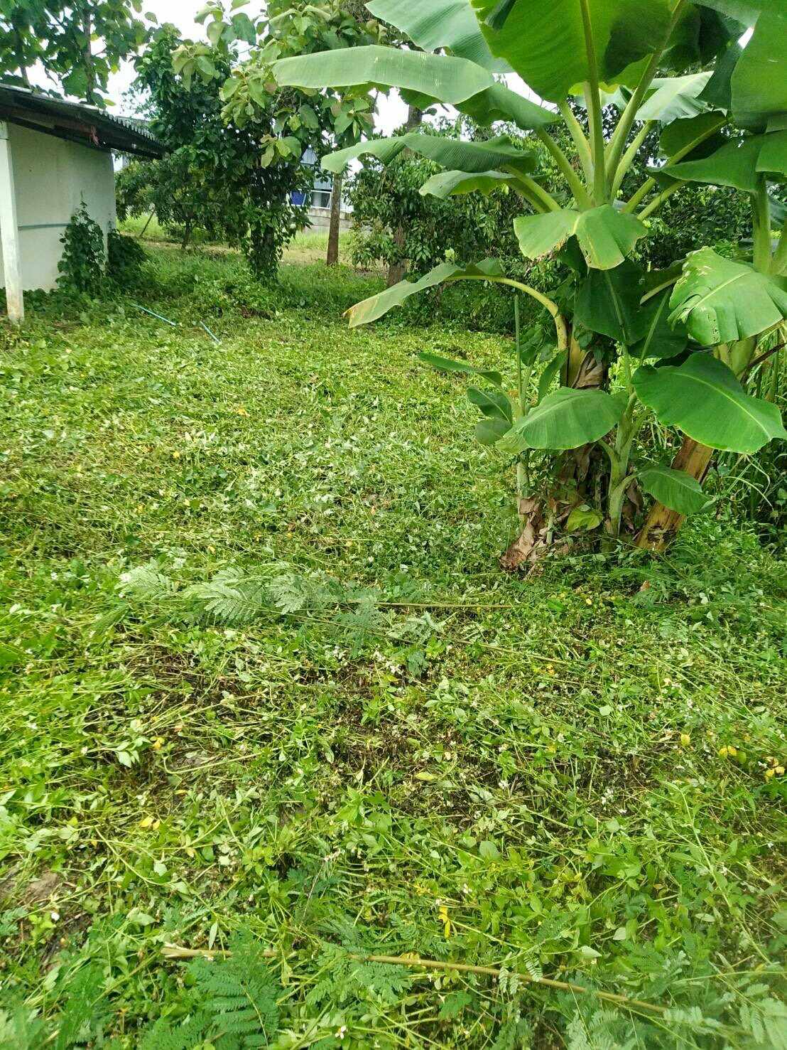 💥📣ขายที่ดินใกล้เซเว่นสาขาบ้านเหมืองง่าอำเภอเมืองลำพูน2แปลงติดถนนคอนกรีตเดินทางสะดวกเหมาะทำธุรกิจหรือการเกษตรบ้านสวนสนใจติดต่อเจ้าของทรัพย์091-8588378💥📣