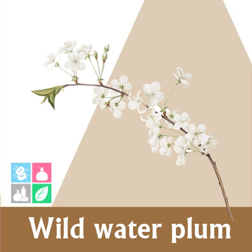 Wild water plum หัวน้ำมันหอม ดอกโมก *