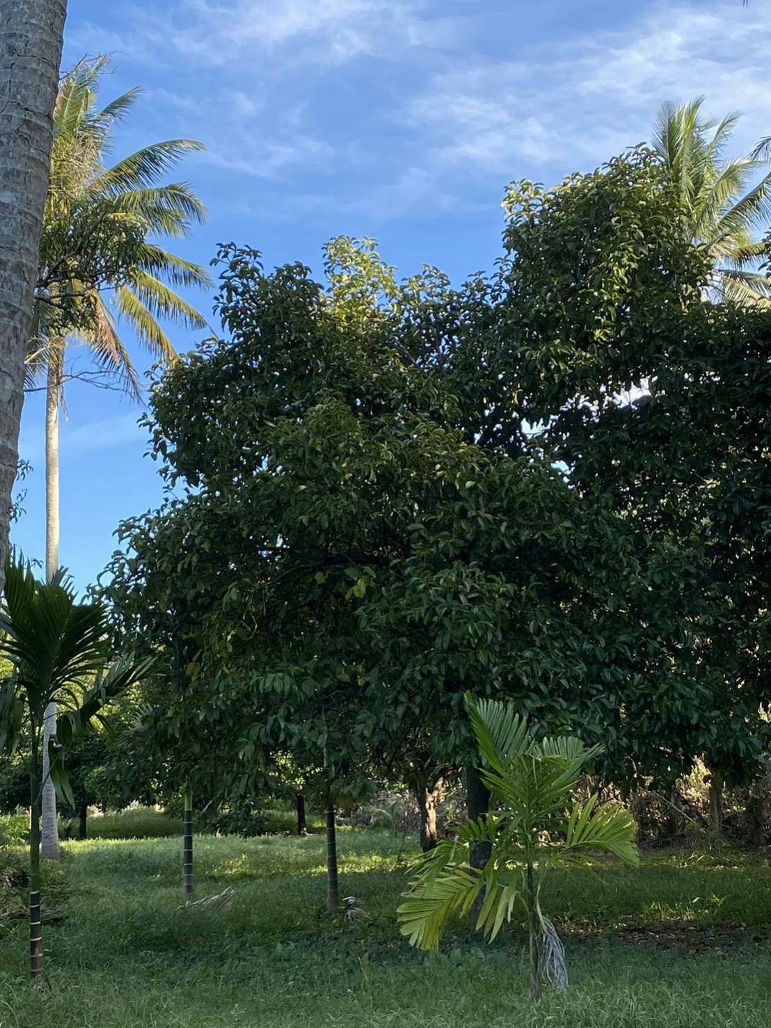 ขายบ้านพร้อมที่ดินเจ้าของขายเอง 1 ไร่ 2 งาน 9.2 ตรว. อ.เมืองชุมพร ใกล้เซเว่นสาขาชุมชนตากแดดและที่ว่าการอำเภอเมืองชุมพร บรรยากาศดีพื้นที่กว้างพร้อมสำหรับทุกคนในครอบครัว