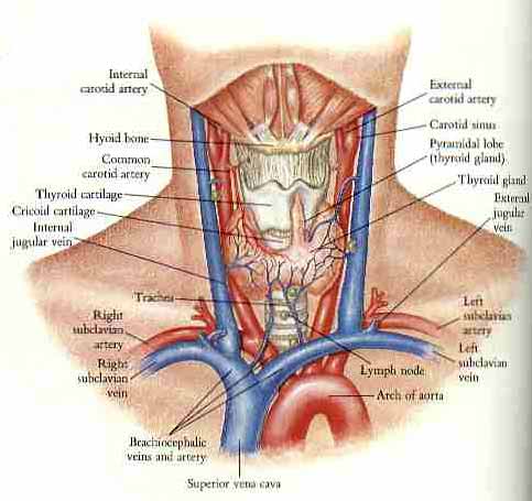 Thyroid Cancer 