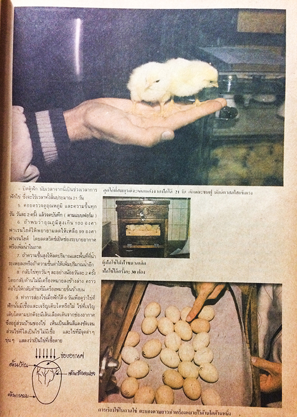 ชัยพฤกษ์วิทยาศาสตร์ ฉบับที่ 204 ปีที่ 34 ฉบับที่ 11 : มิถุนายน 2530