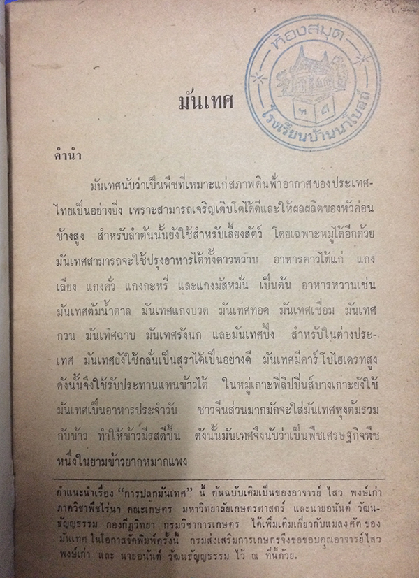 การปลูกมันเทศ