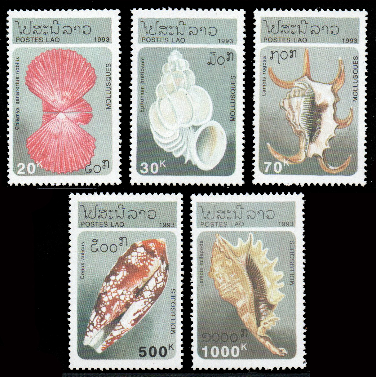 1993 Molluscs