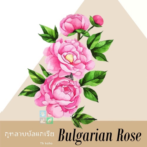 Rose : Bulgarian Rose / หัวน้ำมันหอม กุหลาบบัลแกเรีย Floral Rose สดชื่น สง่างามและมีเสน่ห์ ละลายในแอกอฮอล์และน้ำมัน-ทนอุณหภูมิสูง-ไม่เร่งเทรซ COA