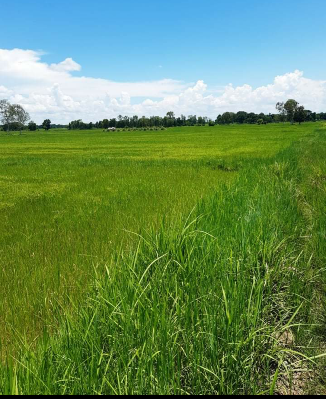 ขายที่ดินแปลงสวยราคาถูกอ.ศรีเชียงใหม่ จ.หนองคาย ไร่ละ 1.5 แสนบาทใกล้สำนักงานเทศบาลตำบลหนองปลาปาก 2.9 กม.บรรยากาศดีเดินทางสะดวกสบาย