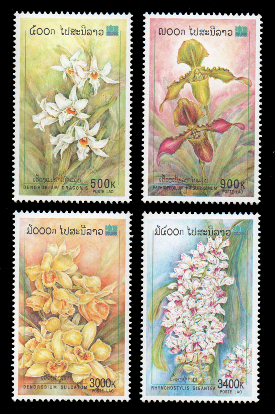 Orchid 2000