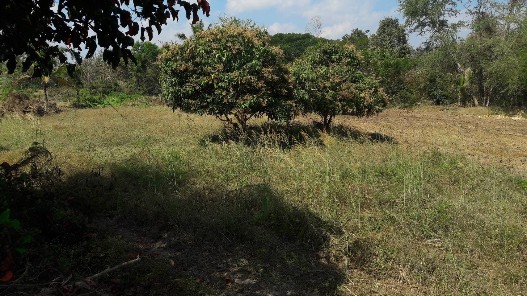 ด่วนขายที่ดินพร้อมบ้านสวนราคาถูกที่สุดมีประปาพร้อมใช้งานเนื้อที่ิ 5 ไร่ 2 งาน 69 ตรว. บ้านนาฟาน ต.ดอนไฟ อ.แม่ทะ จ.ลำปาง