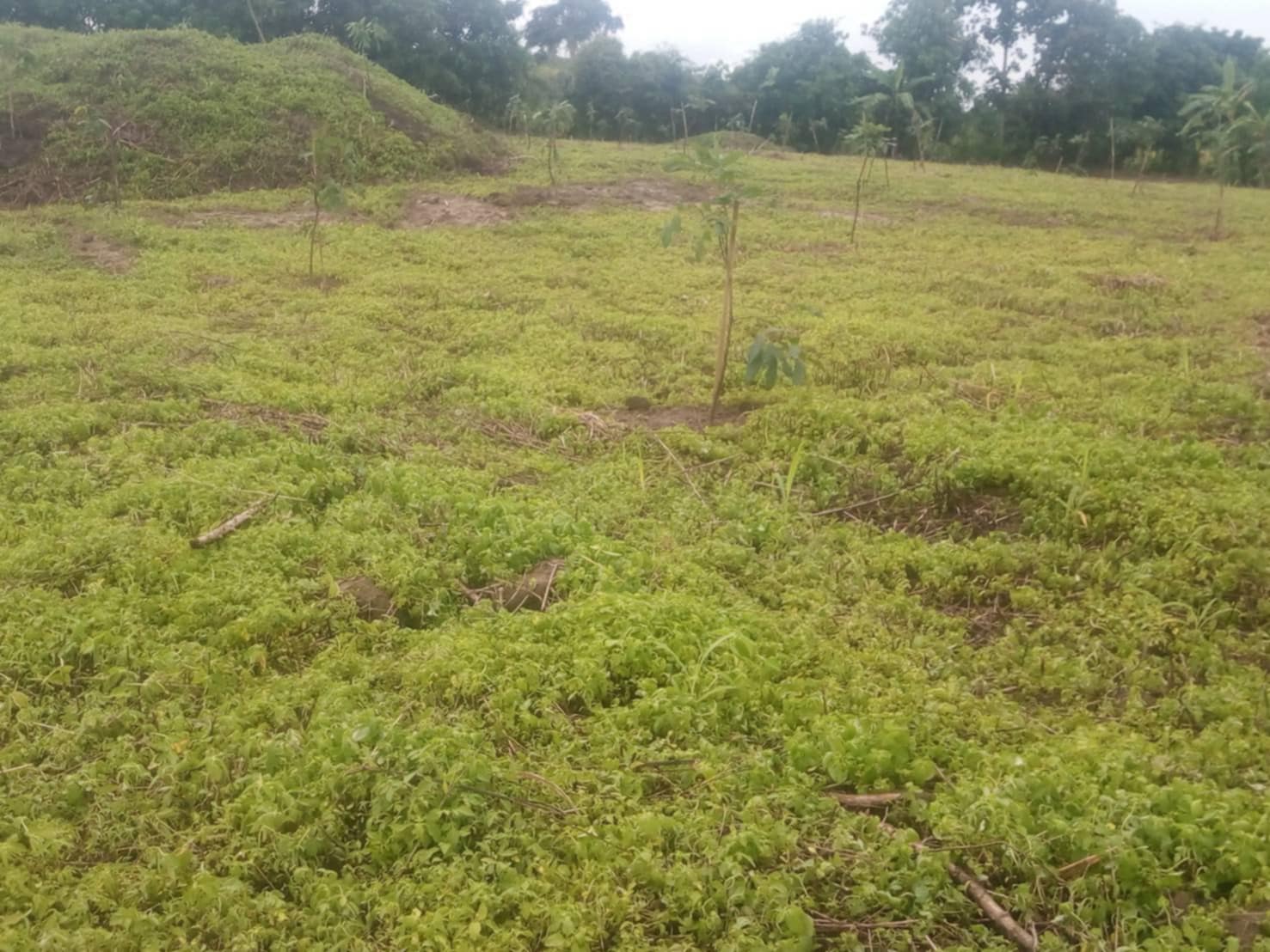 ขายที่ดิน 8 ไร่ 3 งาน 0.5 ตรว. อ.แม่สรวย จ.เชียงรายใกล้โลตัส แม่สรวย 1.3 กม