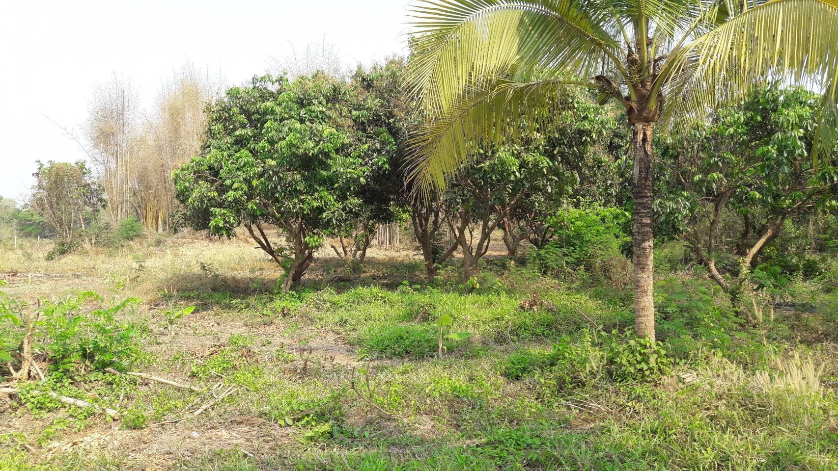 ด่วนขายที่ดินพร้อมบ้านสวนราคาถูกที่สุดมีประปาพร้อมใช้งานเนื้อที่ิ 5 ไร่ 2 งาน 69 ตรว. บ้านนาฟาน ต.ดอนไฟ อ.แม่ทะ จ.ลำปาง