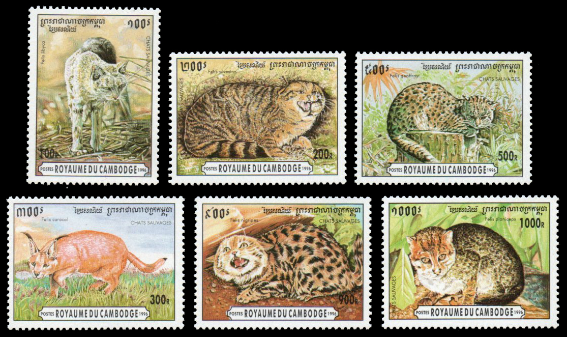 1996 Wild Cats