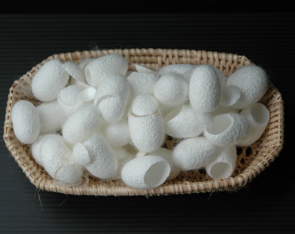 WHITE COCOON รังไหมชนิดสีขาว