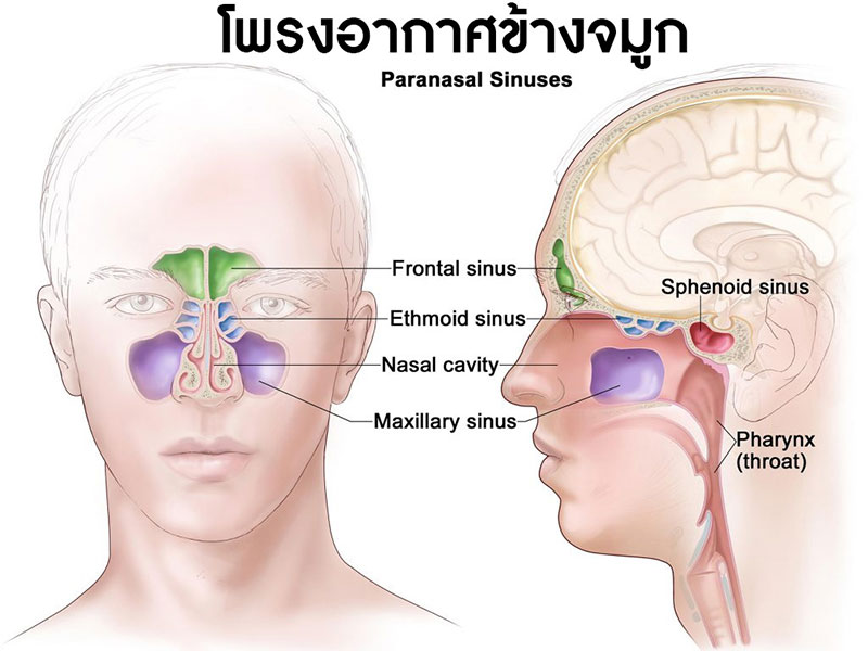 โพรงอากาศข้างจมูก
