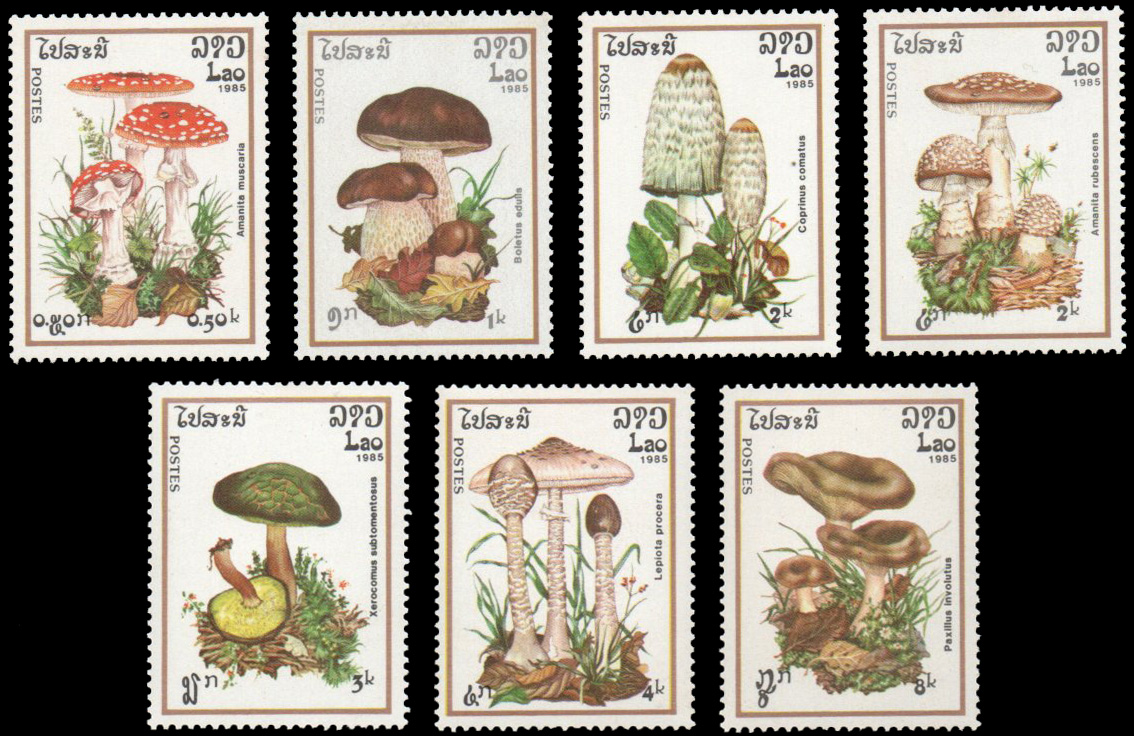 1985 Fungi