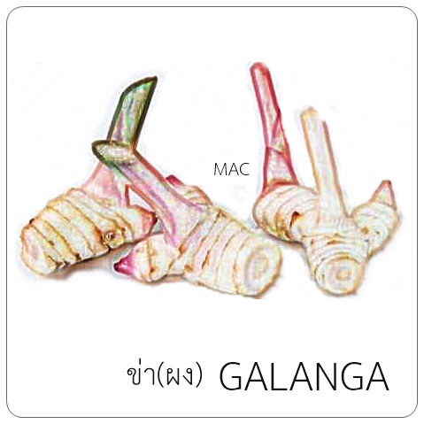 GALANGA ผงข่า