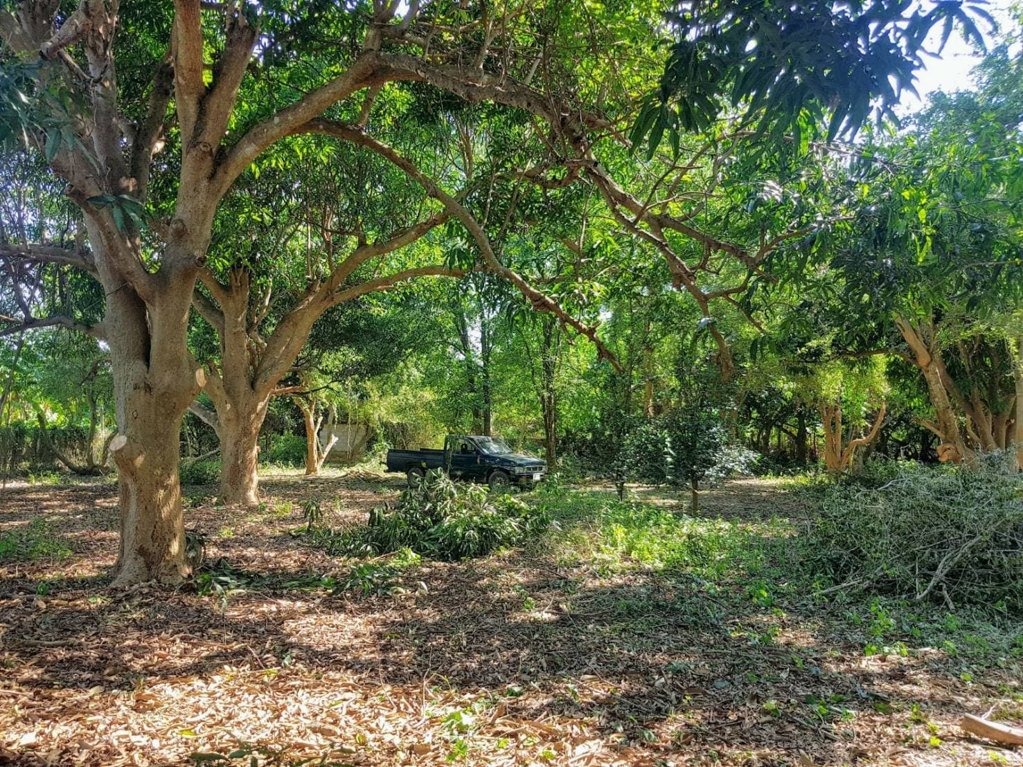 ขายที่ดินสวยพร้อมบ้านร้านขายของติดถนนหลวงด้านหลังเป็นสวนผลไม้พื้นที่กว้างขวางพร้อมสำหรับทุกคนในครอบครัวใกล้รร.บ้านเกาะสำโรง 800 เมตร อ.เมืองกาญจนบุรี
