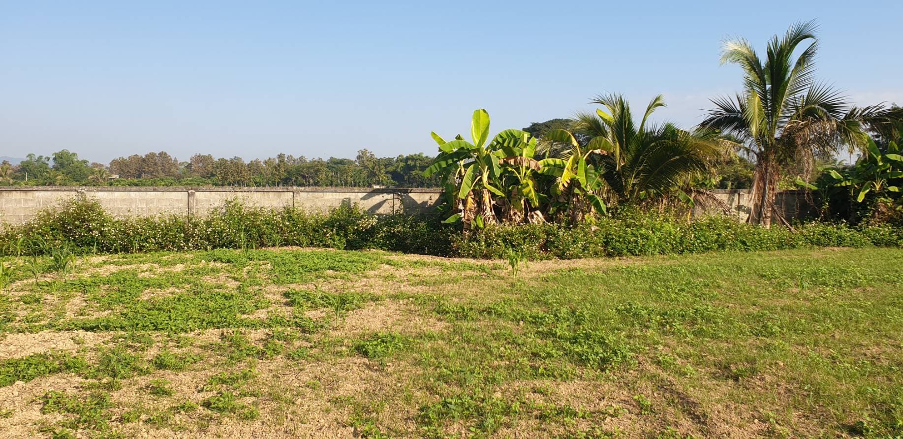 ขายที่ดินสวยราคาถูกห่างจากโรงเรียนอนุบาลเชียงคำ 388 เมตร ใกล้โลตัเชียงคำ 1.74 กม.