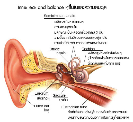 หูชั้นในและความสมดุล