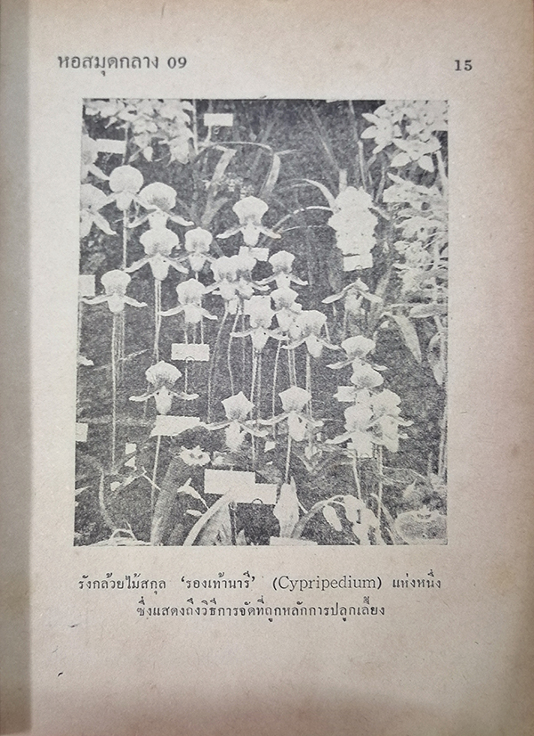 คู่มือผสมพันธุ์และปลูกเลี้ยงกล้วยไม้ฉบับสมบูรณ์