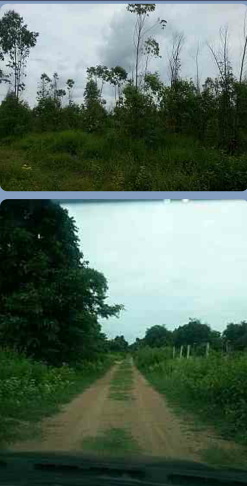 ด่วนขายที่ดินสวยราคาถูกที่สุดหลังโรงพยาบาล อ.ป่าซาง จ.ลำพูน