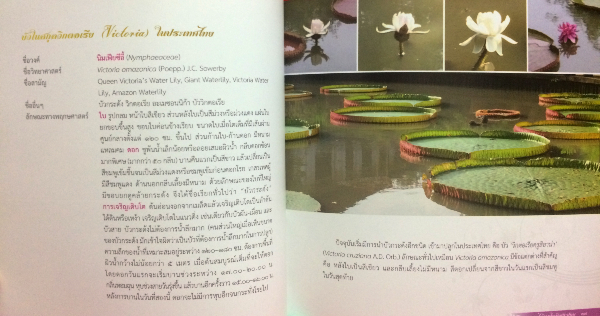 พรรณไม้งามในวังสระปทุม