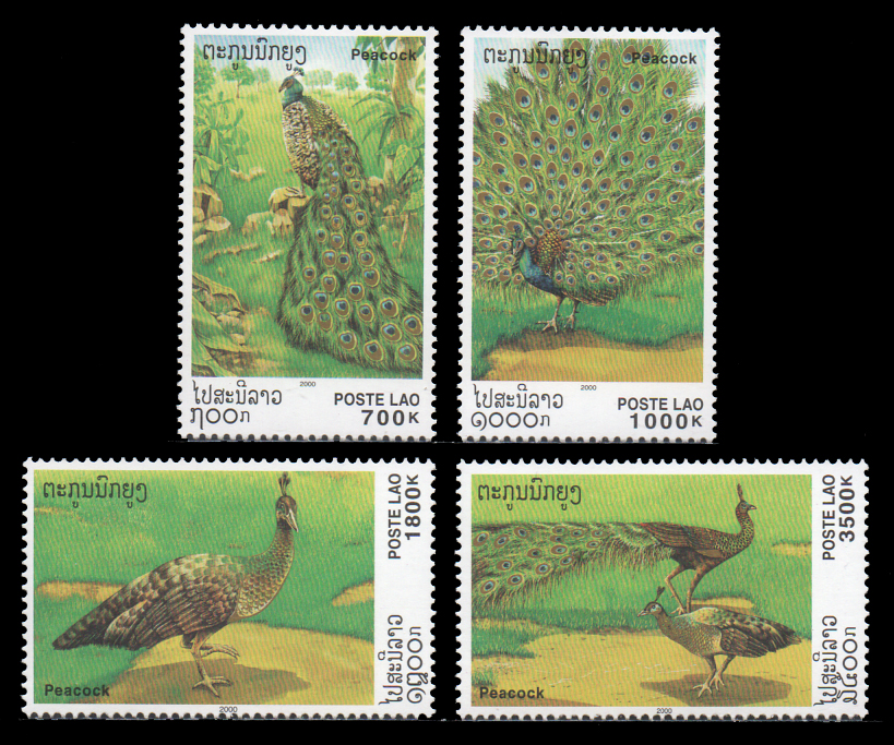 Peacock 2000