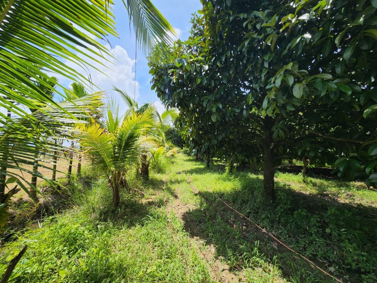 ขายสวนผลไม้ เงาะ มังคุด ทุเรียน ลองกอง ราคาถูก พร้อมบ้านพัก นํ้าไฟเข้าถึง ทางเข้าออกสะดวกสบายบรรยากาศดีเจ้าของขายเอง อำเภอมะขาม จังหวัดจันทบุรี