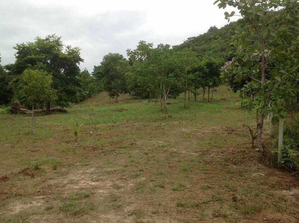 ขายที่ดินใกล้ชายฝั่งทะเลราคาถูกอ.เมืองชุมพรใกล้ตะวันฉายรีสอร์ท185เมตรห่างจากสถานีเพาะเลี้ยงสัตว์นํ้าชายฝั่ง 1.38กม.บรรยากาศดีเดินทางสะดวก