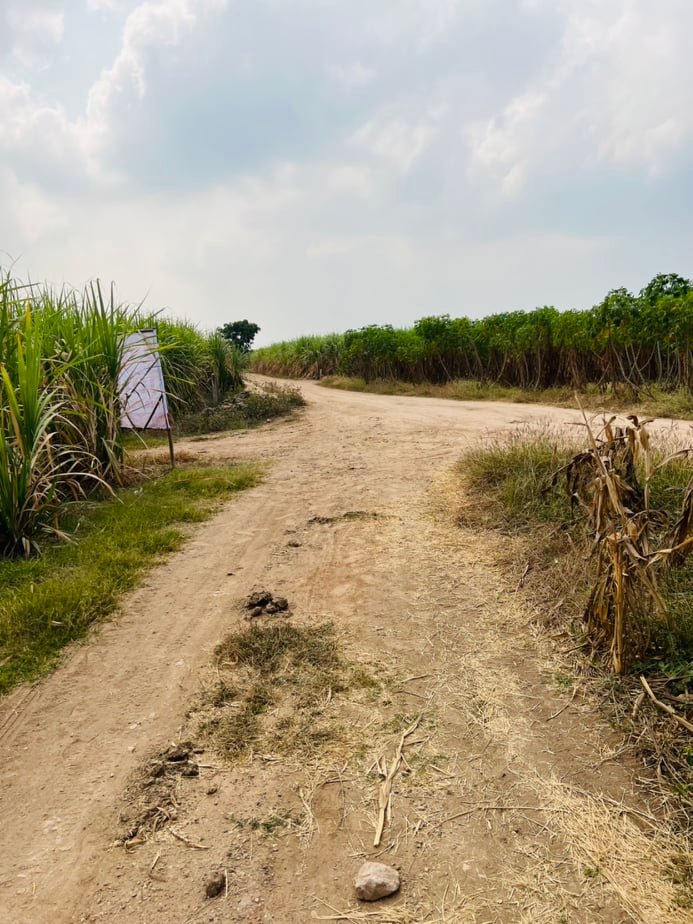 ขายที่ดินราคาถูก1.5แสนบาท/ไร่ อ.พยุหะคีรีจ.นครสวรรค์ใกล้อบต.เขาทองที่ดินสวยเหมาะทำการเกษตรปัจจุบันให้เช่าทำไร่อ้อย(มีผู้เช่า)บรรยากาศดีเดินทางสะดวก