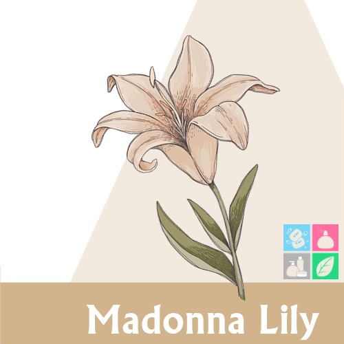 Madonna Lily หัวน้ำมันหอม ดอกลิลลี่ มาดอนน่า Floral ,Sweet กลิ่นหอมชวนหลงใหล ชวยเติมเต็มจินตนาการและความสุข ละลายในแอกอฮอล์และน้ำมัน-ทนอุณหภูมิสูง / ไม่เร่งเทรซ COA