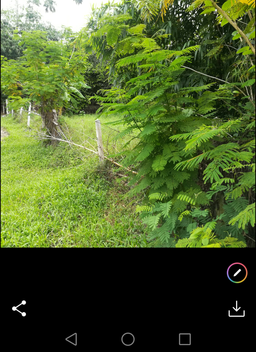 ขายที่ดินราคาถูกพร้อมสวนผลไม้สำเร็จรูป อ.บ้านค่าย จ.ระยอง7ไร่1งาน61ตรว.