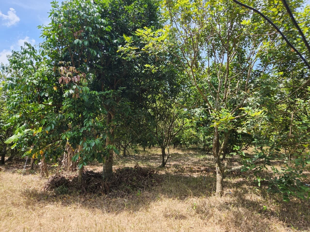 ขายสวนผลไม้ เงาะ มังคุด ทุเรียน ลองกอง ราคาถูก พร้อมบ้านพัก นํ้าไฟเข้าถึง ทางเข้าออกสะดวกสบายบรรยากาศดีเจ้าของขายเอง อำเภอมะขาม จังหวัดจันทบุรี