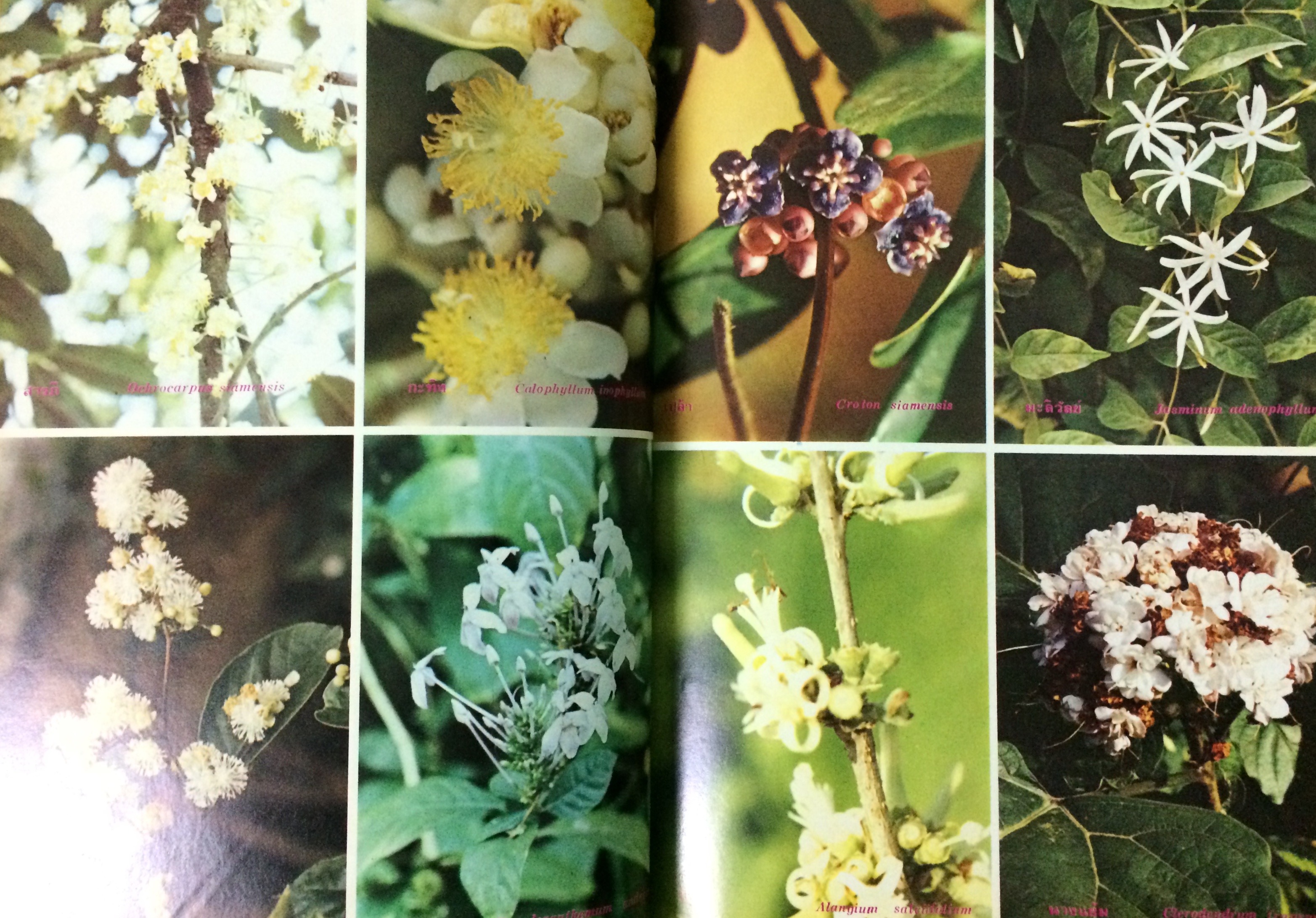 ธรรมชาติศึกษา ฉบับศึกษาดอกไม้ป่าของไทย