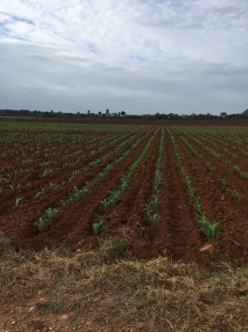 ขายที่ดินสวยราคาถูกที่สุด ห่างจากทุ่งดินดำรีสอร์ท 1.78กม.บรรยากาศดีทิวเขาสวยเหมาะทำการเกษตรอยู่อาศัยอ.อู่ทองจ.สุพรรณบุรี