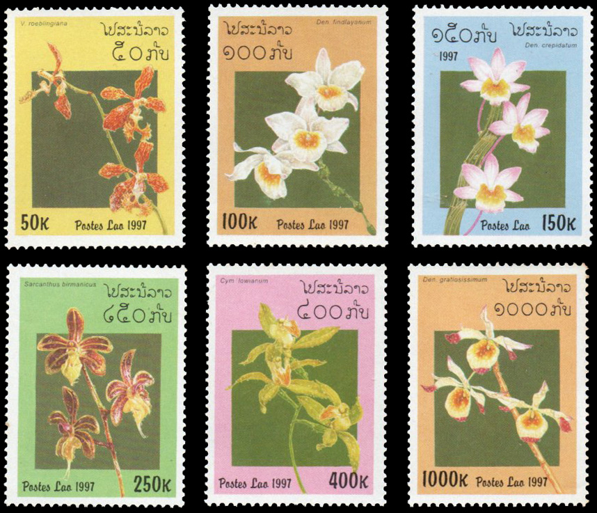 Orchids 1997