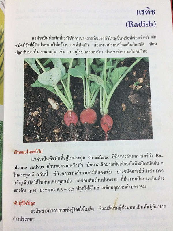 การปลูกผักกินใบ