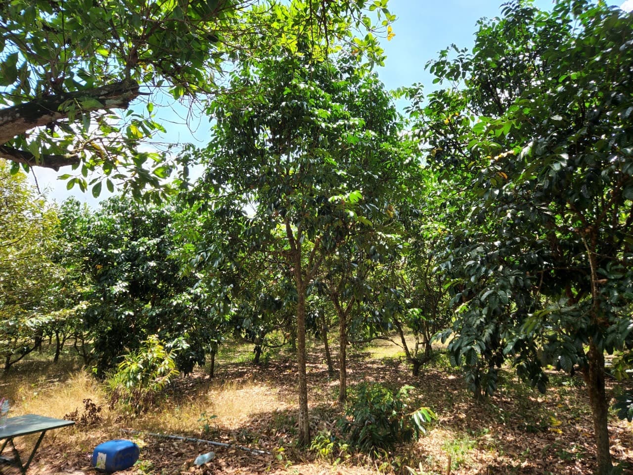 ขายสวนผลไม้ เงาะ มังคุด ทุเรียน ลองกอง ราคาถูก พร้อมบ้านพัก นํ้าไฟเข้าถึง ทางเข้าออกสะดวกสบายบรรยากาศดีเจ้าของขายเอง อำเภอมะขาม จังหวัดจันทบุรี