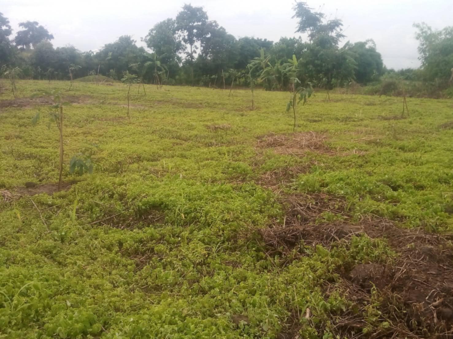 ขายที่ดิน 8 ไร่ 3 งาน 0.5 ตรว. อ.แม่สรวย จ.เชียงรายใกล้โลตัส แม่สรวย 1.3 กม