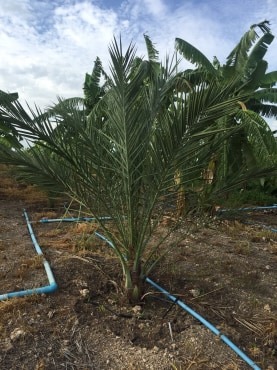 ขายที่ดินจัดสรรค์สวยราคาถูกติดถนน 3 ด้านห่างทุ่งดินดำรีสอร์ท 548 เมตร ใกล้อบต. เลาขวัญ 2.8 กม. รพ.เลาขวัญ4.8กม.อ.อู่ทอง จ.สุพรรณบุรี