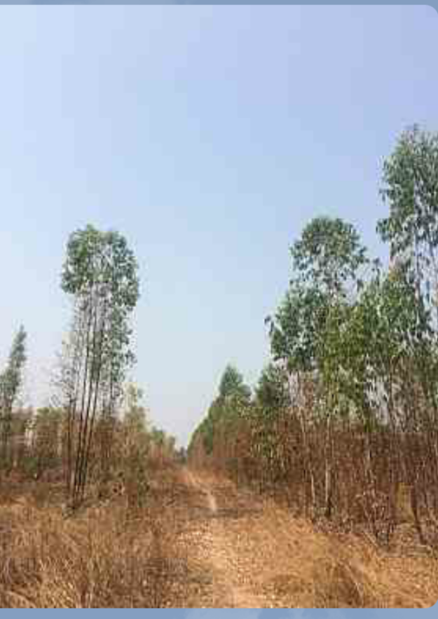 ด่วนขายที่ดินสวยราคาถูกที่สุดหลังโรงพยาบาล อ.ป่าซาง จ.ลำพูน