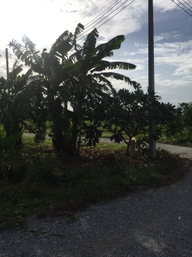 ขายที่ดินจัดสรรค์สวยราคาถูกติดถนน 3 ด้านห่างทุ่งดินดำรีสอร์ท 548 เมตร ใกล้อบต. เลาขวัญ 2.8 กม. รพ.เลาขวัญ4.8กม.อ.อู่ทอง จ.สุพรรณบุรี