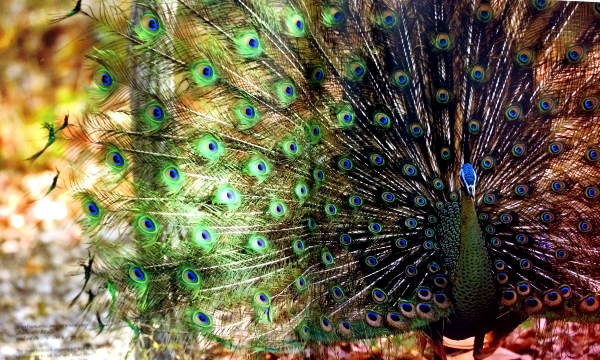 Siam Through Time (ภาษาไทย-อังกฤษ)