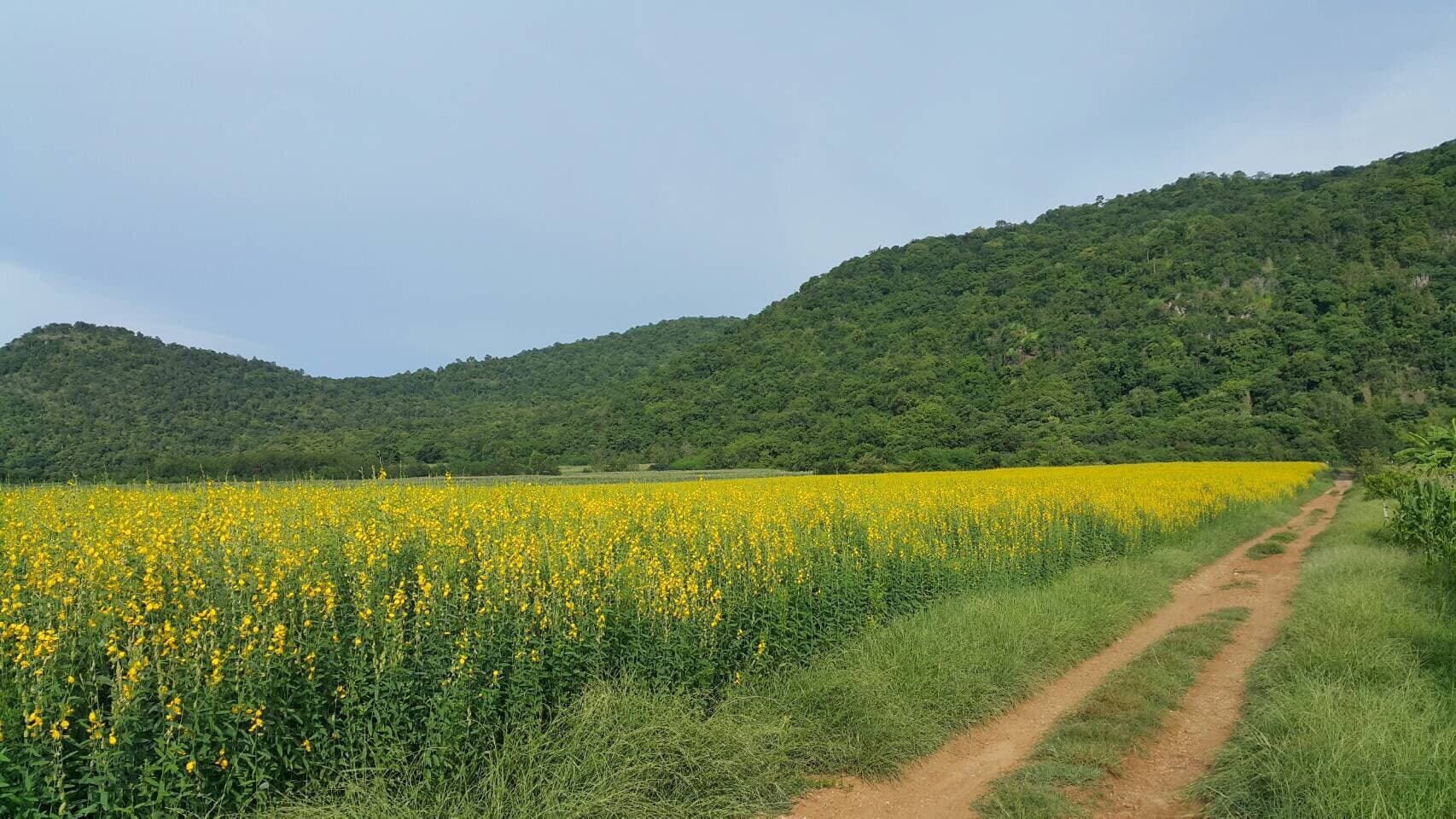 ขายที่ดินสวยราคาถูกที่สุด ห่างจากทุ่งดินดำรีสอร์ท 1.78กม.บรรยากาศดีทิวเขาสวยเหมาะทำการเกษตรอยู่อาศัยอ.อู่ทองจ.สุพรรณบุรี