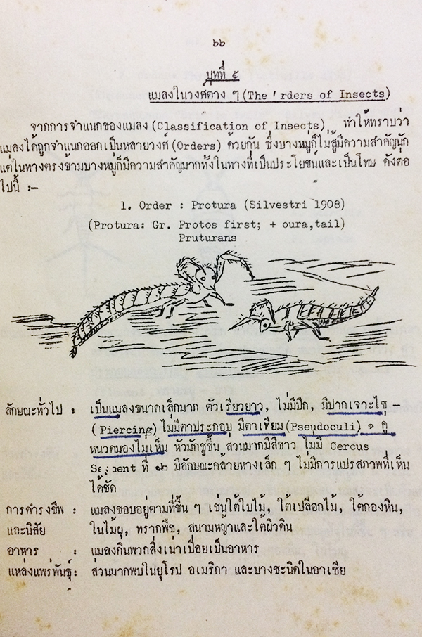 หนังสือเกี่ยวกับแมลง กายวิภาค สัณฐานแมลง