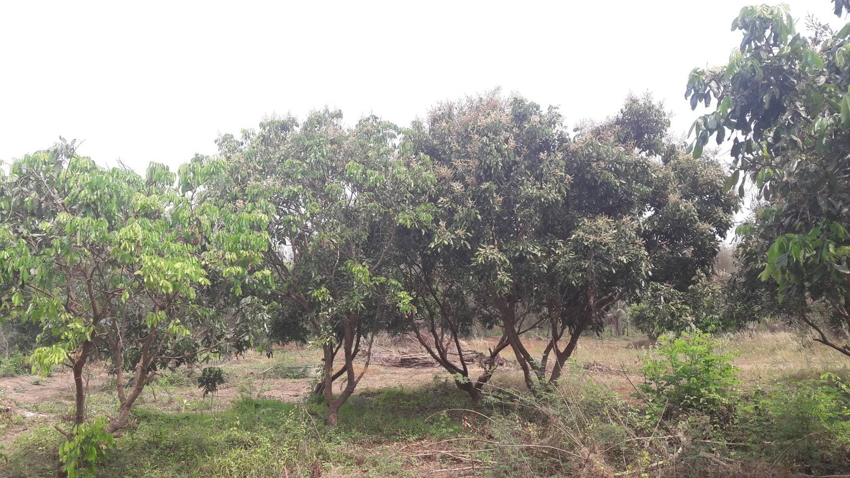 ด่วนขายที่ดินพร้อมบ้านสวนราคาถูกที่สุดมีประปาพร้อมใช้งานเนื้อที่ิ 5 ไร่ 2 งาน 69 ตรว. บ้านนาฟาน ต.ดอนไฟ อ.แม่ทะ จ.ลำปาง