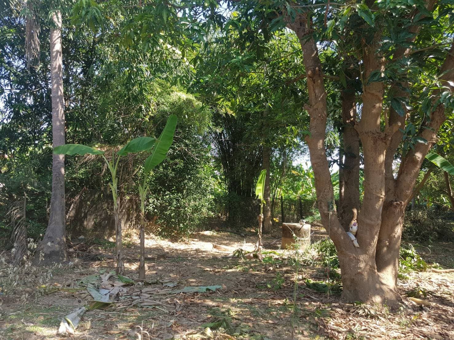 ขายที่ดินสวยพร้อมบ้านร้านขายของติดถนนหลวงด้านหลังเป็นสวนผลไม้พื้นที่กว้างขวางพร้อมสำหรับทุกคนในครอบครัวใกล้รร.บ้านเกาะสำโรง 800 เมตร อ.เมืองกาญจนบุรี