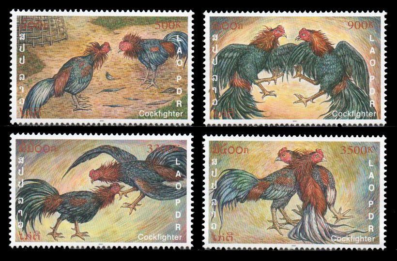 Cock Fighter