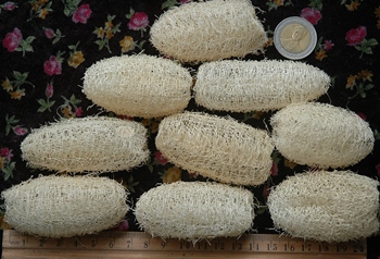 ลูกบวบ หรือ รังบวบ C 2.5-3.0 นิ้ว (5.0-6.5 ซม.)