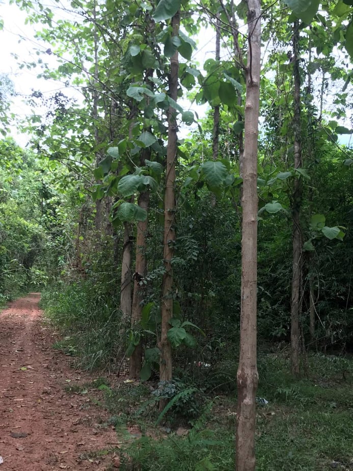 ขายที่ดินราคาถูกใกล้มหาวิทยาลัยราชภัฏเลย เหมาะแก่การสร้างบ้านอยู่อาศัยหรือหอพักบรรยากาศดีเดินทางสะดวก