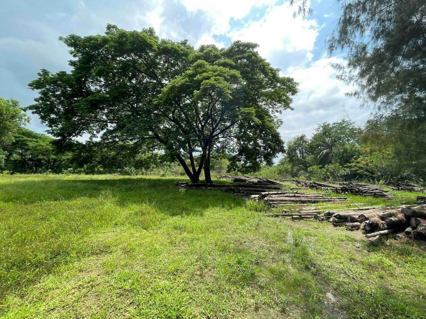 ที่ดินเจ้าของขายเองใกล้มหาวิทยาลัยแม่โจ้ใกล้เคียงที่ดินเป็นบ้านจัดสรรทางเข้าออกสะดวกเหมาะลงทุนทำธุรกิจพัฒนาที่ดิน 8 ไร่ 1 งาน 64.1 ตารางวา อ.สันทราย จ.เชียงใหม่