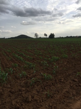 ขายที่ดินสวยราคาถูกที่สุด ห่างจากทุ่งดินดำรีสอร์ท 1.78กม.บรรยากาศดีทิวเขาสวยเหมาะทำการเกษตรอยู่อาศัยอ.อู่ทองจ.สุพรรณบุรี